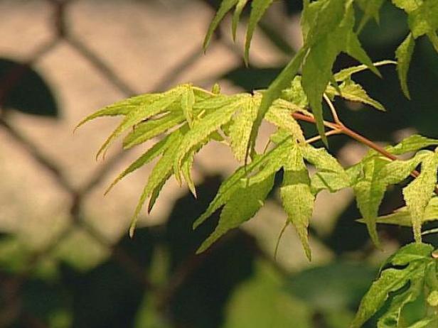 ukigumo japanese maple has variegated foliage ukigumo japanese maple has variegated foliage