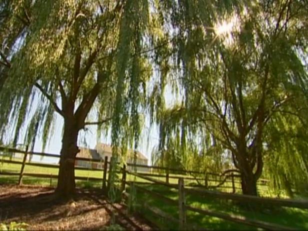 weeping willow has wispy silver blue branches weeping willow has wispy silver blue branches