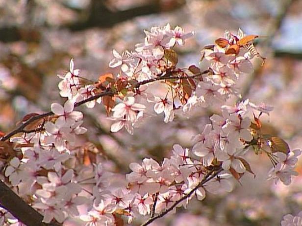 daybreak yoshino cherry has showy spring blooms daybreak yoshino cherry has showy spring blooms