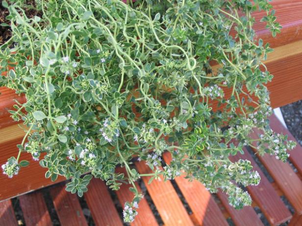 english thyme makes great groundcover english thyme makes great groundcover