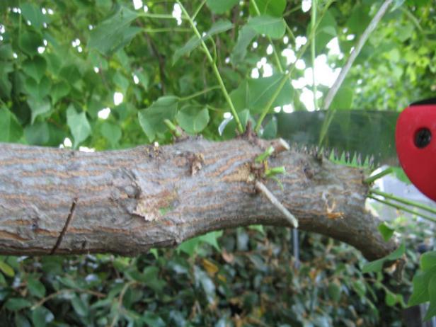 dtdo110_1fd_pruningmethod03 dtdo110_1fd_pruningmethod03