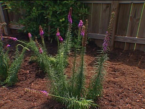 dense blazing star has grass like foliage dense blazing star has grass like foliage