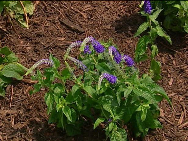 sunny border blue speedwell is deciduous perennial sunny border blue speedwell is deciduous perennial
