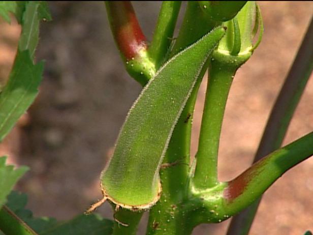 okra is a vegetable with edible pods okra is a vegetable with edible pods