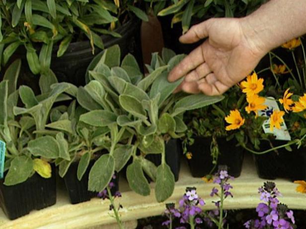 moonbeam is a plant that has fernlike foliage moonbeam is a plant that has fernlike foliage