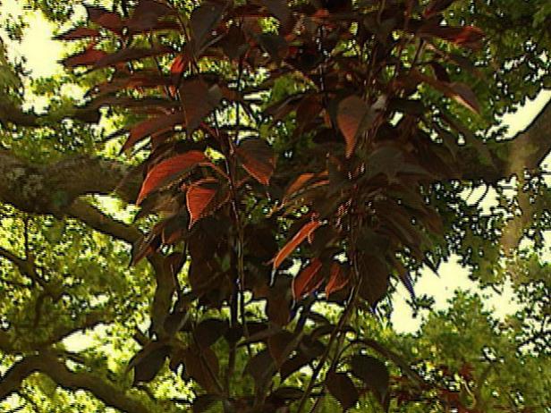 plant drought tolerant ornamental trees plant drought tolerant ornamental trees