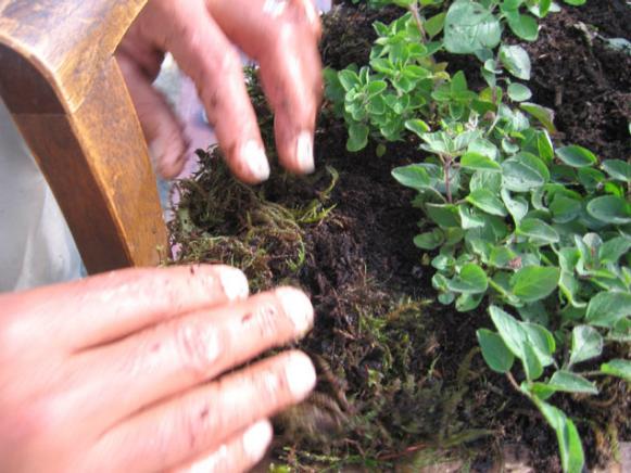 cover chicken wire with sphagnum moss cover chicken wire with sphagnum moss