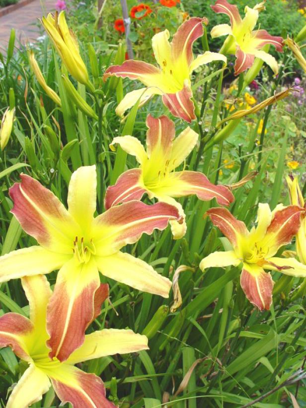 daylily hybridization has produced many varieties daylily hybridization has produced many varieties