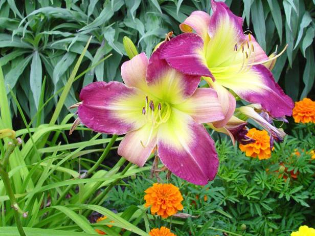 tetraploid daylilies have rich colorful flowers tetraploid daylilies have rich colorful flowers