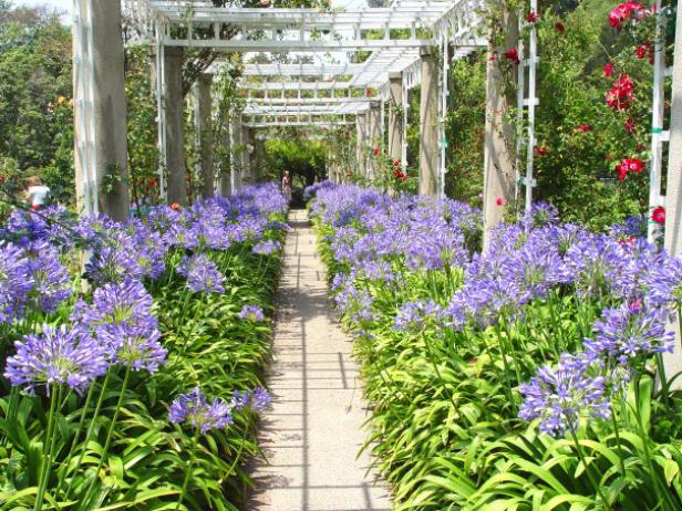 vivid blue starburst agapanthus has dense foliage vivid blue starburst agapanthus has dense foliage