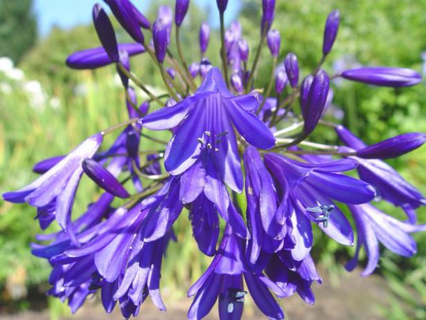 Agapanthus Agapanthus