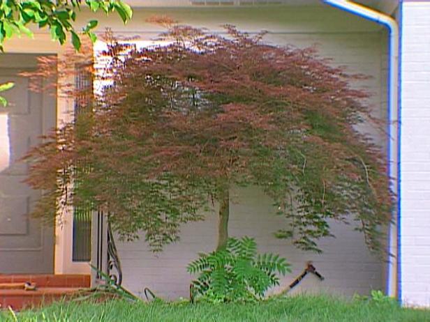 transplanting a maple tree how to transplant a japanese maple how tos diy transplanting a maple tree how to transplant a japanese maple how tos diy