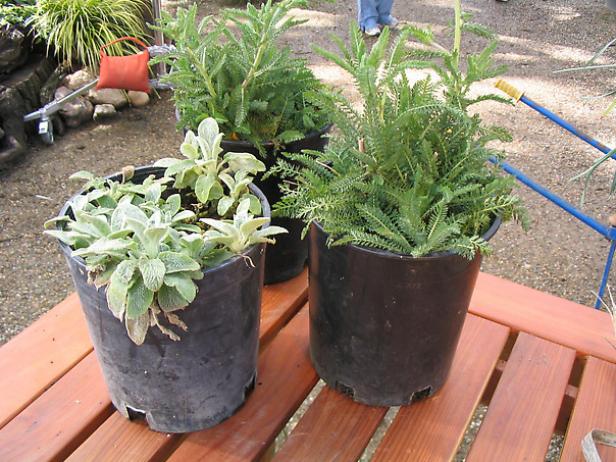 dividing plants saves money and extends plant life dividing plants saves money and extends plant life