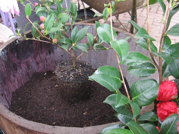 dtdo122_camellias_soil dtdo122_camellias_soil