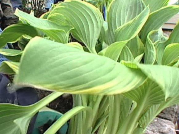 ddsl211_Guacamole-Hosta ddsl211_Guacamole-Hosta