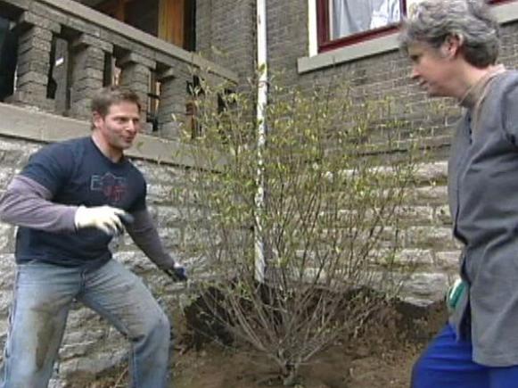 ddsl211_Witherod-Viburnum ddsl211_Witherod-Viburnum