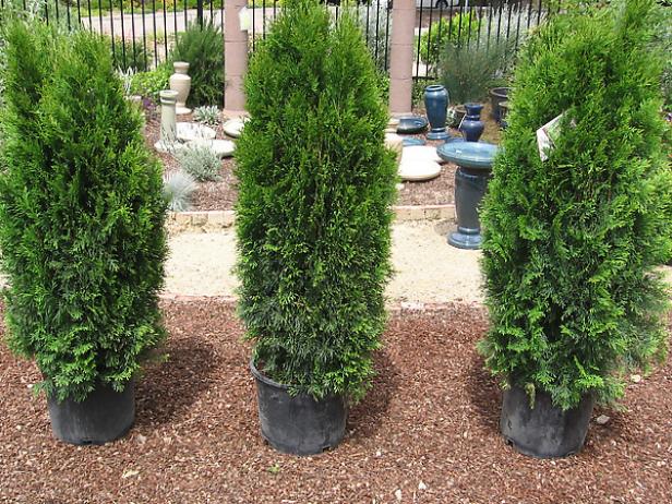 dtdo123_hedge_setting-plants-out dtdo123_hedge_setting-plants-out
