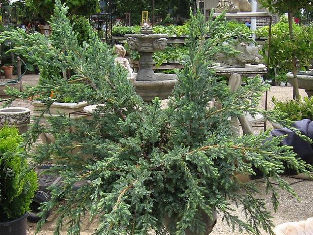 dtdo123_hedge_varieties_juniper dtdo123_hedge_varieties_juniper