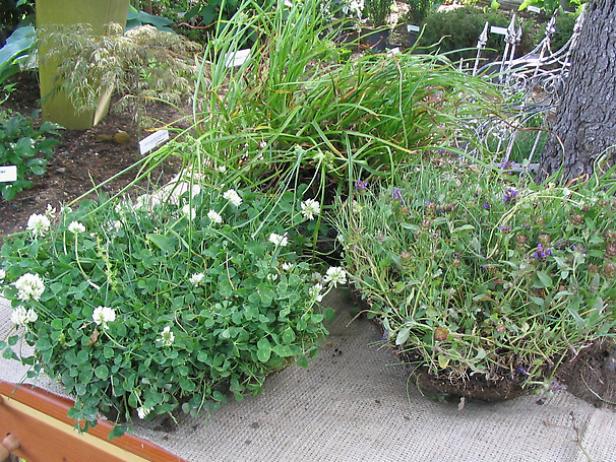 weeds can reveal some soil problems weeds can reveal some soil problems