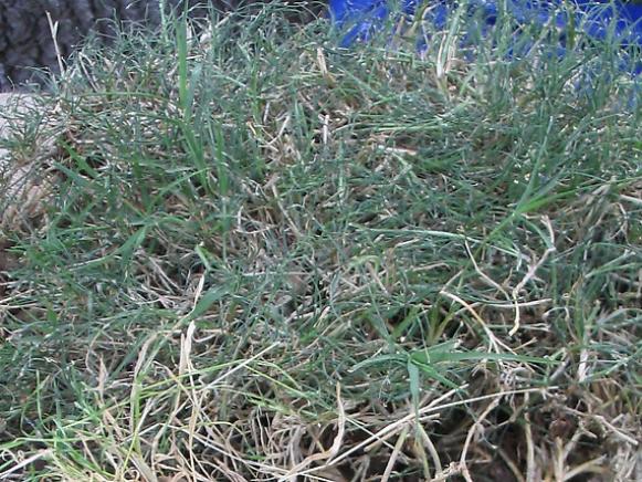 How To Defeat Bermuda Grass Hgtv