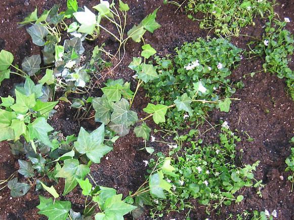 ground ivy is aggressive but attractive ground ivy is aggressive but attractive