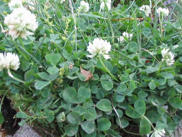 white clover needs to be removed not sprayed white clover needs to be removed not sprayed