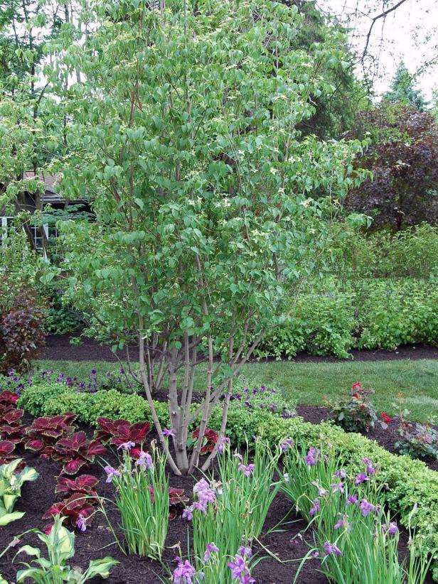 Kousa-Dogwood Curb Appeal: Kousa Dogwood