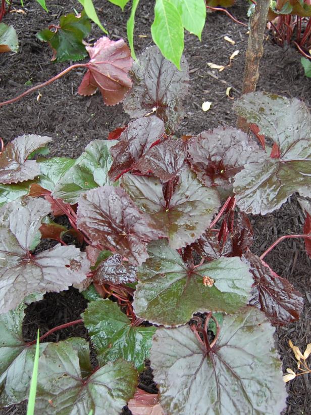 Blacked-leaved Ligularia Blacked-leaved Ligularia