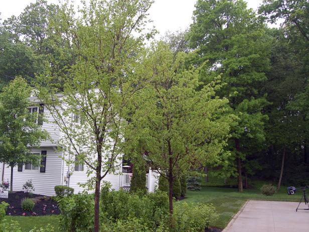 Lacebark Elm Tree Lacebark Elm Tree