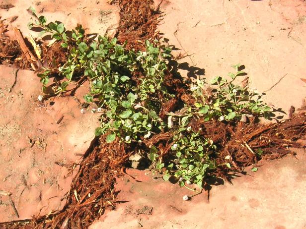 dycr113_3fb2-patio-groundcover2 dycr113_3fb2-patio-groundcover2