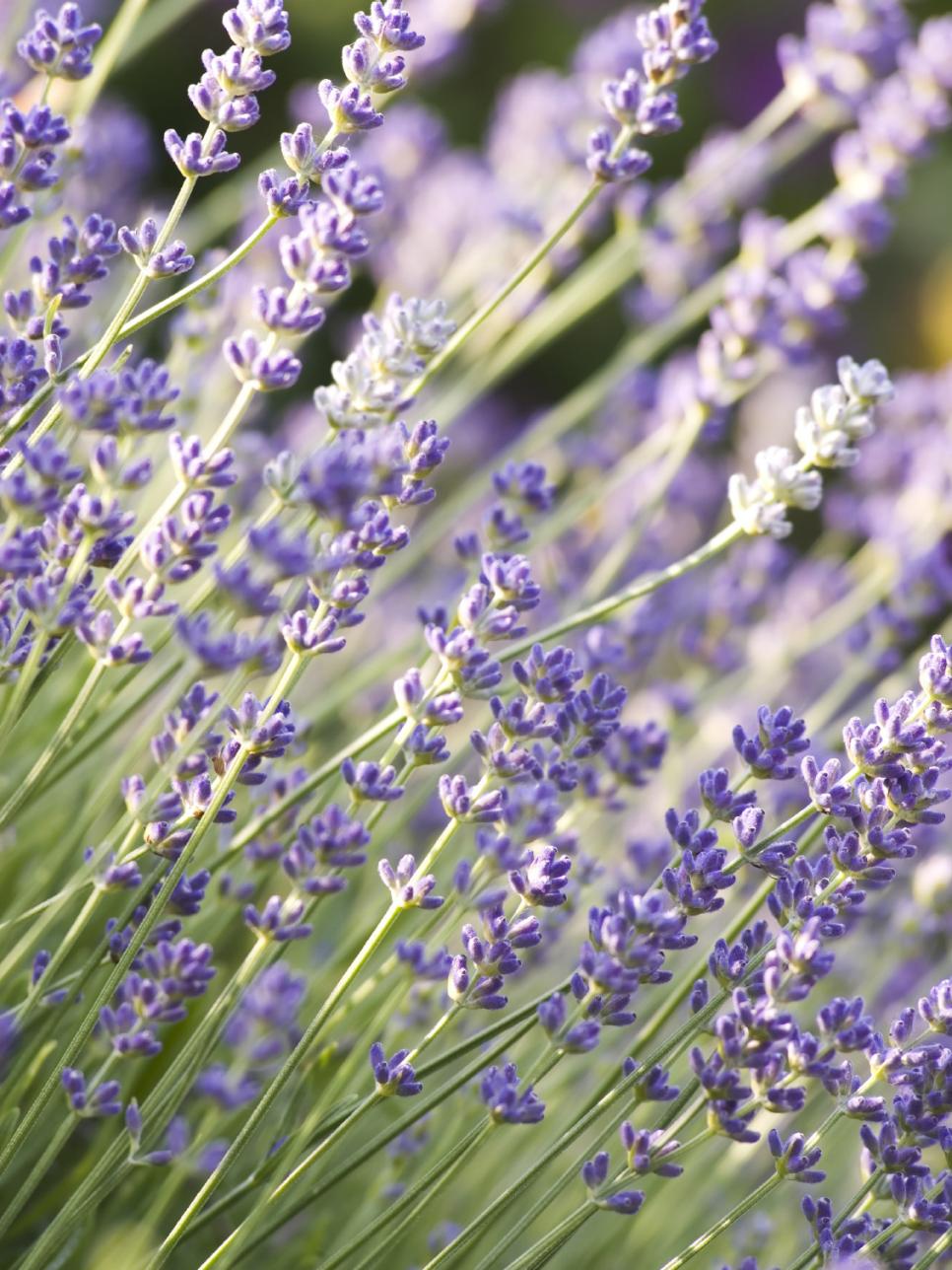 Varieties Of Lavender For The Garden | DIY