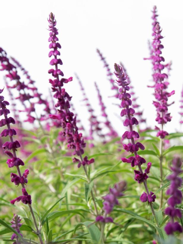Mexican Bush Sage Mexican Bush Sage