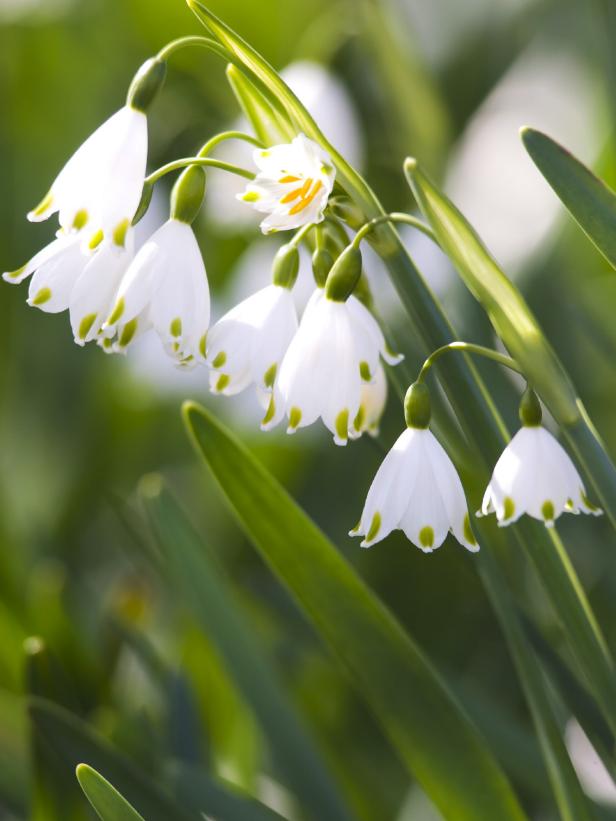 Bulb Flowers Planted in the Fall-Summer Snowflake Bulb Flowers Planted in the Fall-Summer Snowflake