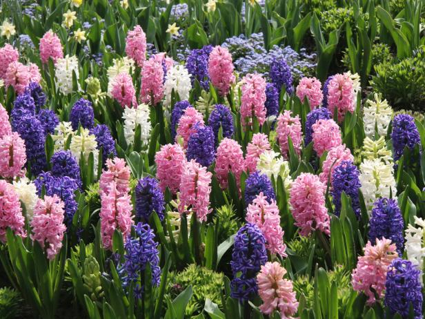 Bulb Flowers Planted in the Fall -Hyacinth Bulb Flowers Planted in the Fall -Hyacinth