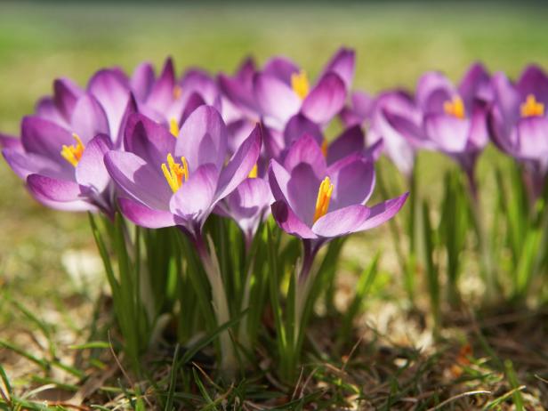 Bulb Flowers Planted in the Fall - Crocus Bulb Flowers Planted in the Fall - Crocus