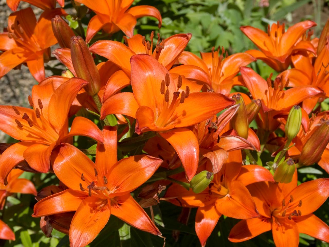 Flowering Bulbs for Fall Planting DIY