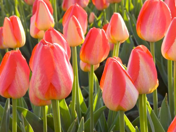 Bulb Flowers Planted in the Fall-Tulips Bulb Flowers Planted in the Fall-Tulips