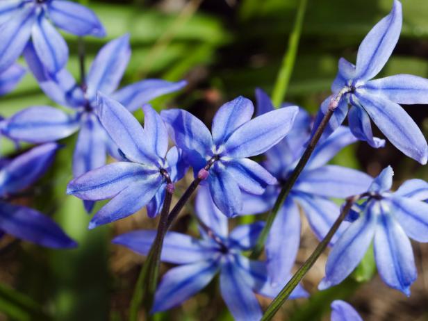 Bulb Flowers Planted in the Fall-Scilla Bulb Flowers Planted in the Fall-Scilla