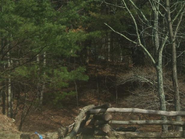 Forested Lot Forested Lot