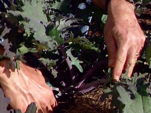 Carefully Thin Kale Seedlings Carefully Thin Kale Seedlings