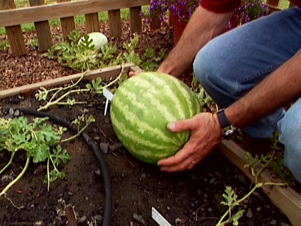 How To Grow Watermelon How Tos Diy 4507