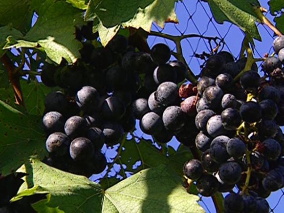 How to Grow Grapes How to Grow Grapes