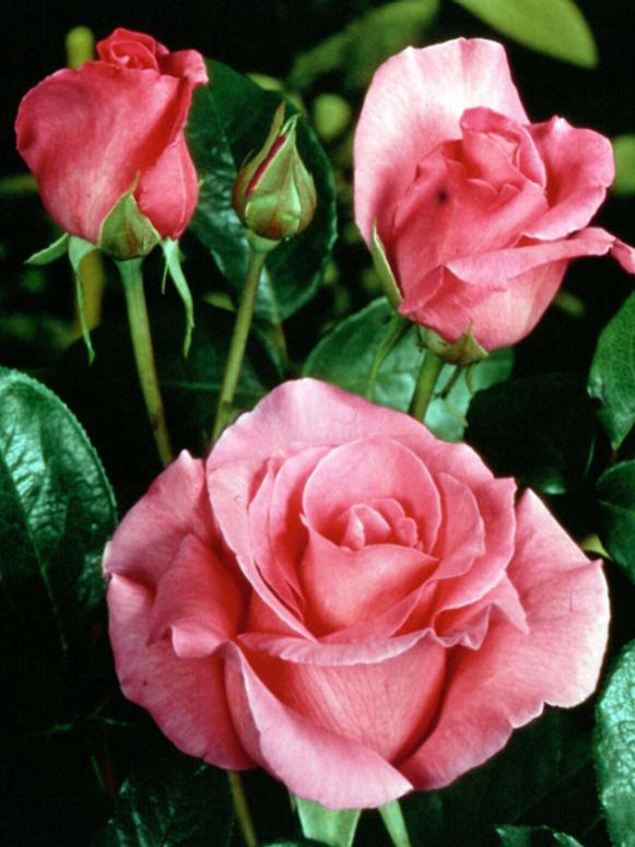 hgPG-1968162-rose_The_McCartney_Rose1 hgPG-1968162-rose_The_McCartney_Rose1