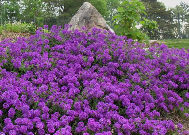 hgPG-2457999-groundcover_verbena hgPG-2457999-groundcover_verbena