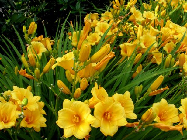 hgPG-2460142-foolproof_daylily_stella-doro hgPG-2460142-foolproof_daylily_stella-doro