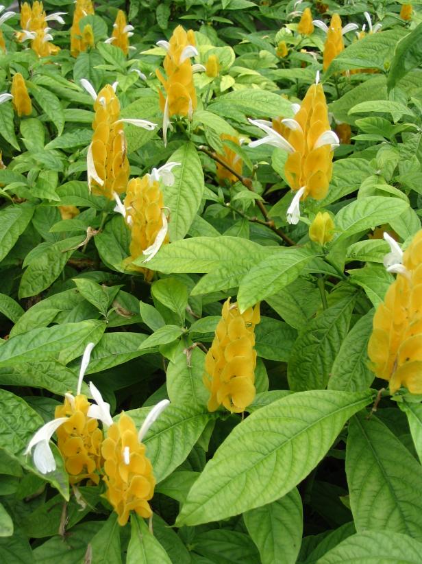 hgPG-1935520-Resort_shrimp_plant hgPG-1935520-Resort_shrimp_plant