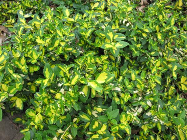 hgPG-2458000-groundcover_euonymus hgPG-2458000-groundcover_euonymus