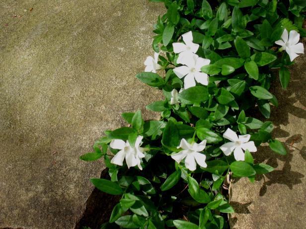 hgPG-2458003-groundcover_vinca2 hgPG-2458003-groundcover_vinca2