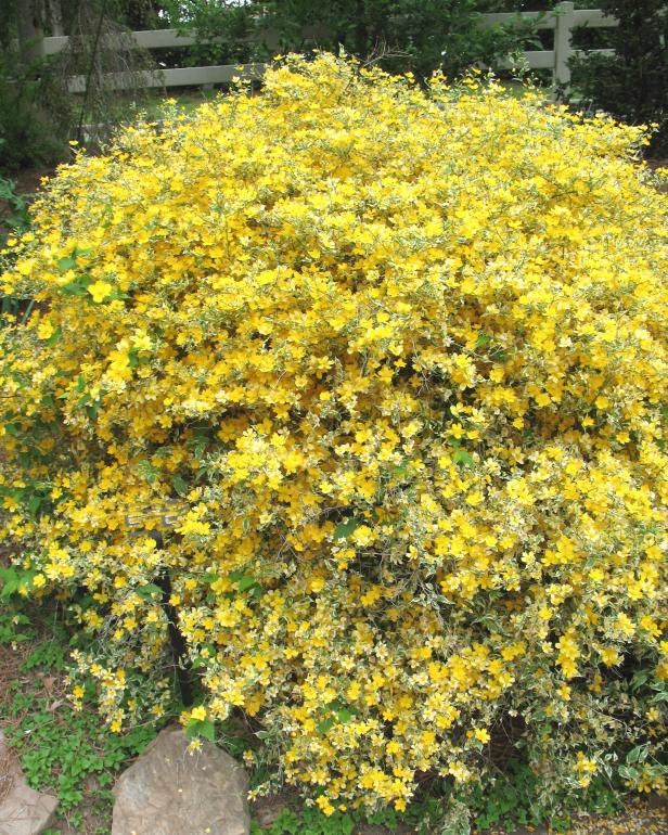 hgPG-2458081-groundcover_kerria_picta hgPG-2458081-groundcover_kerria_picta