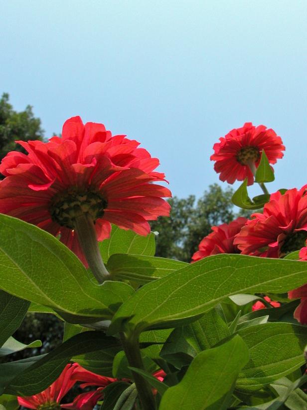 hgPG-2460368-foolproof_zinnia_magellancoral hgPG-2460368-foolproof_zinnia_magellancoral